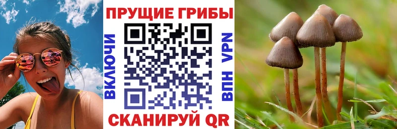 Псилоцибиновые грибы Psilocybine cubensis  даркнет сайт  Сафоново 